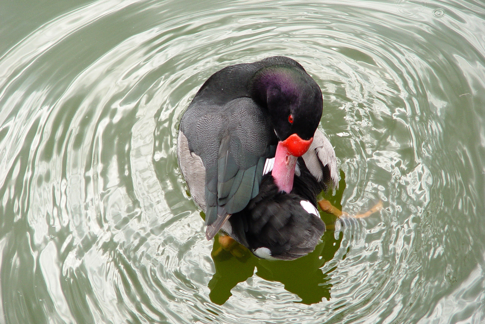 WBTPA Featured Top Photo