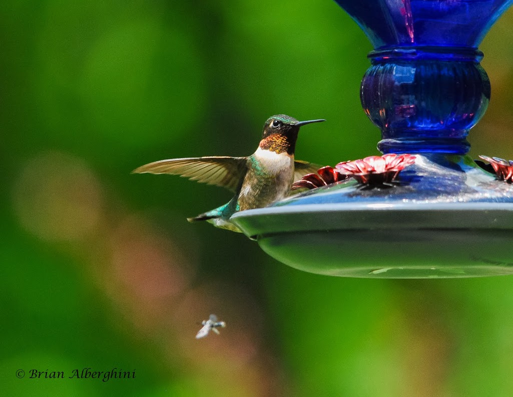 WBTPA Featured Top Photo