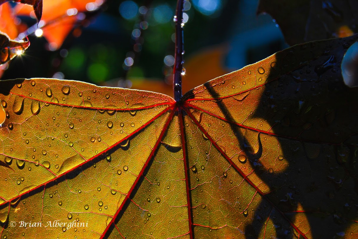 WBTPA Featured Top Photo