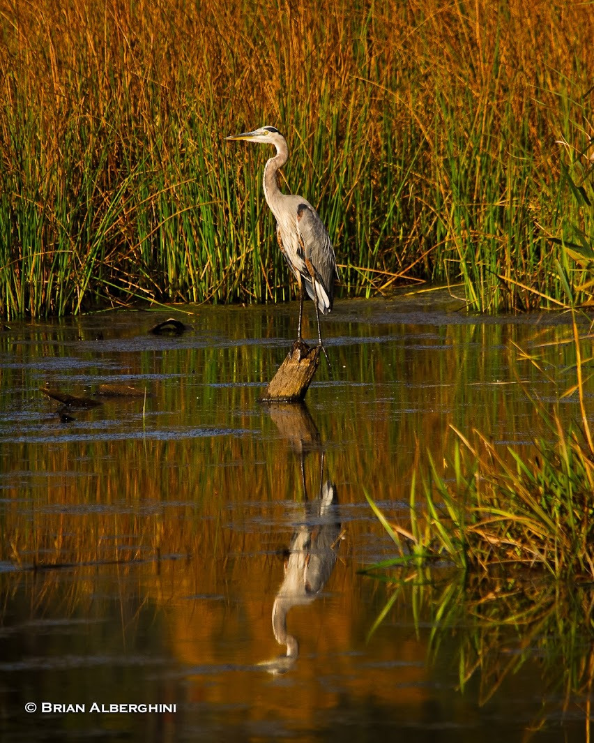 WBTPA Featured Top Photo