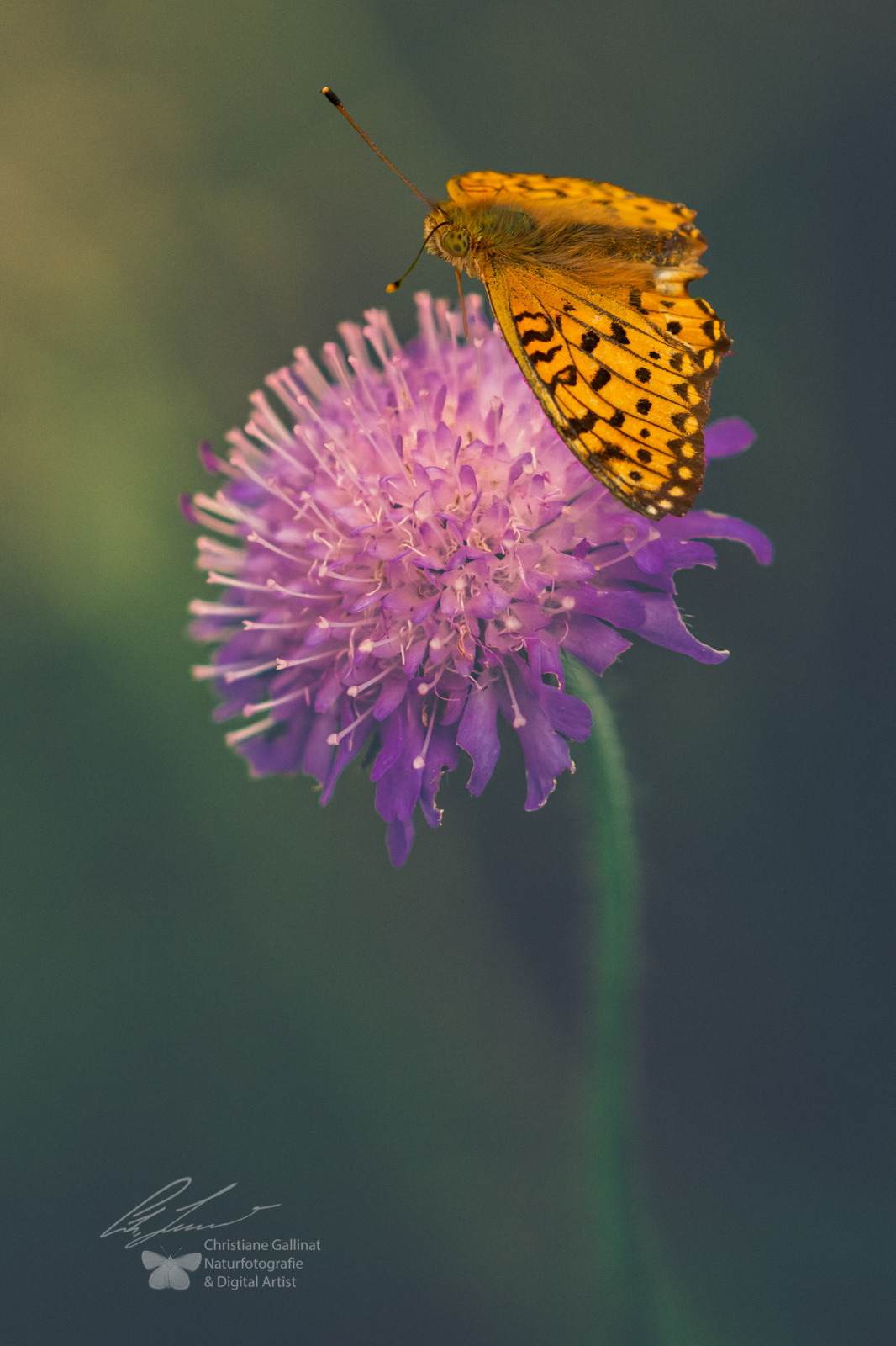 WBTPA Featured Top Photo