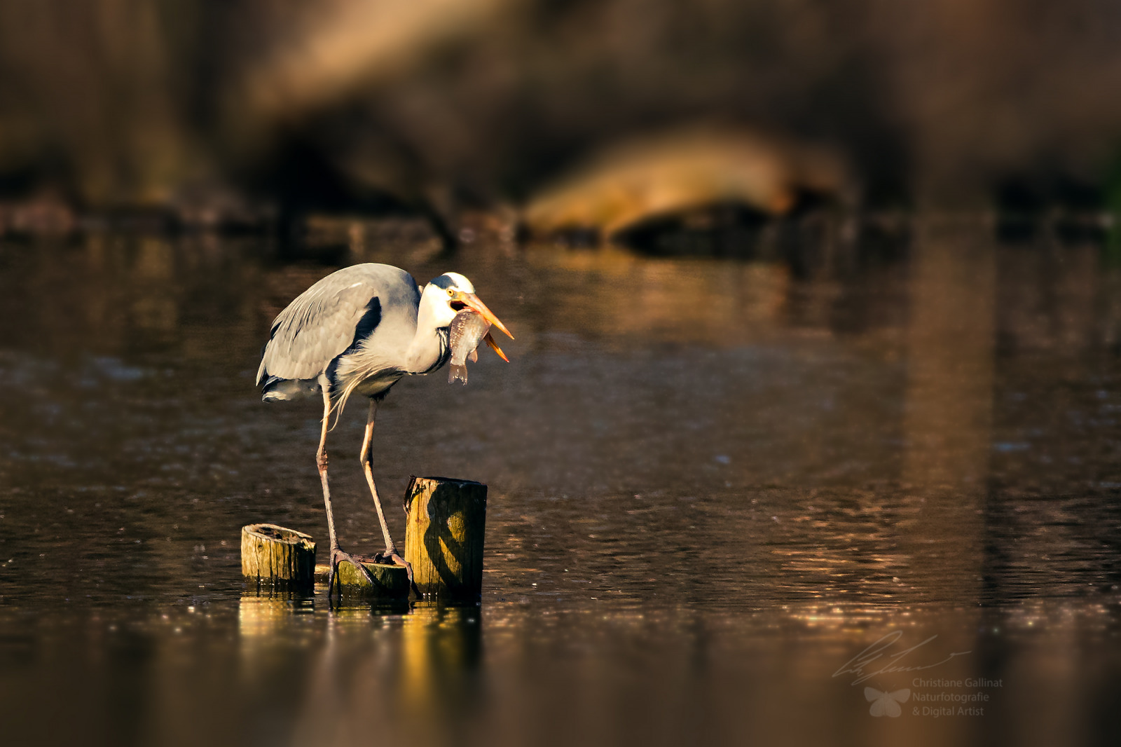 WBTPA Featured Top Photo