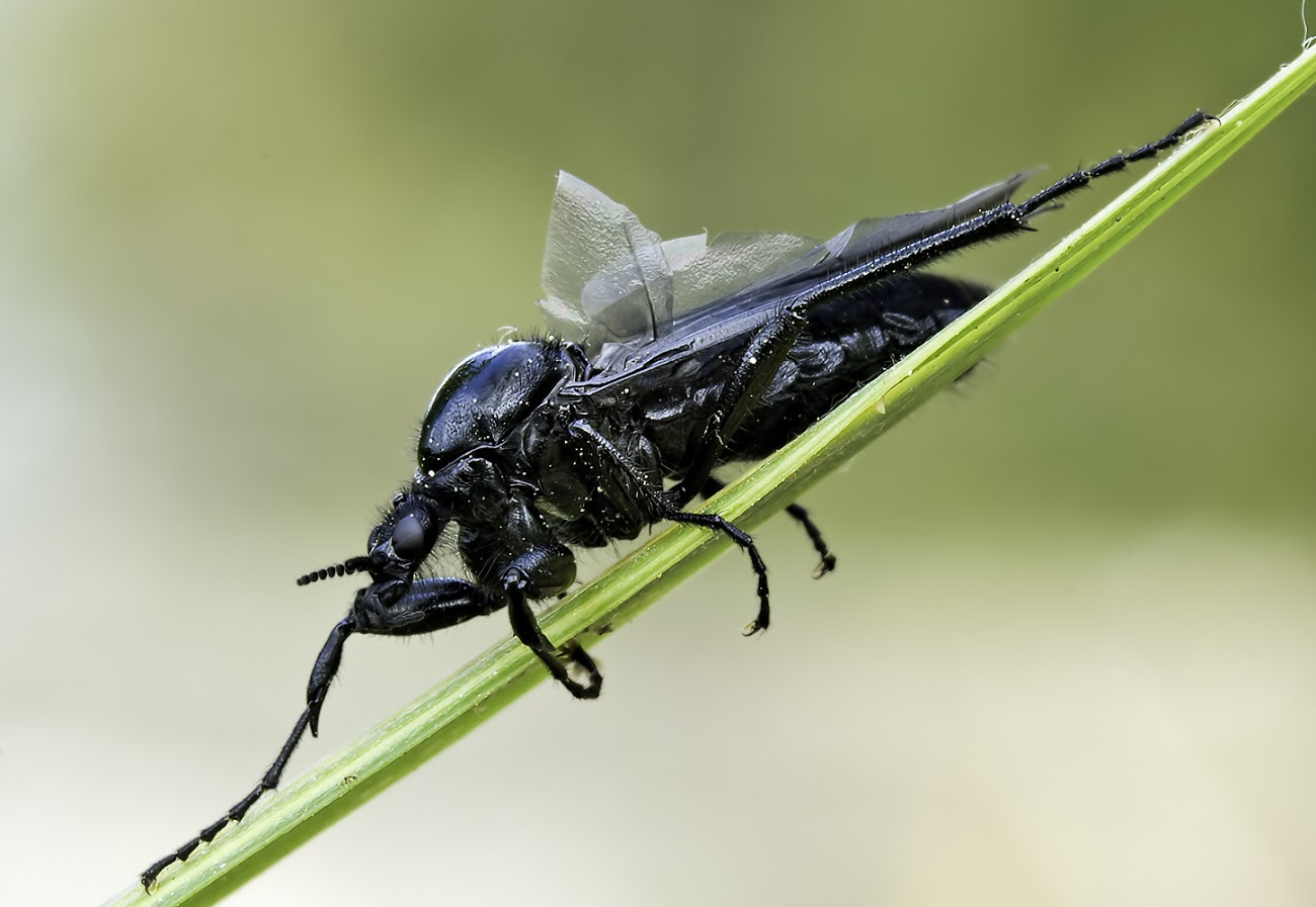 К чему снятся черные мухи
