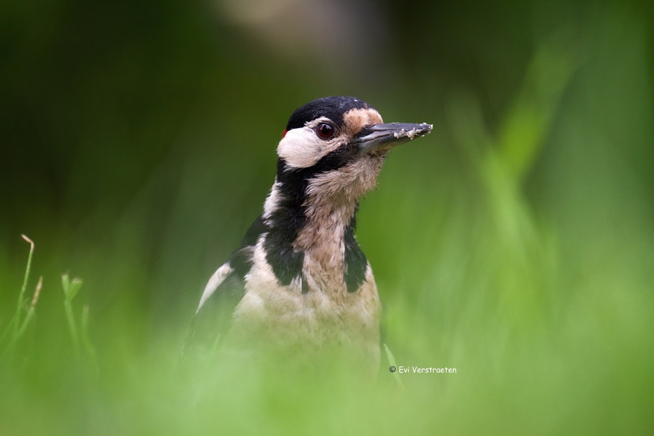 WBTPA Featured Top Photo