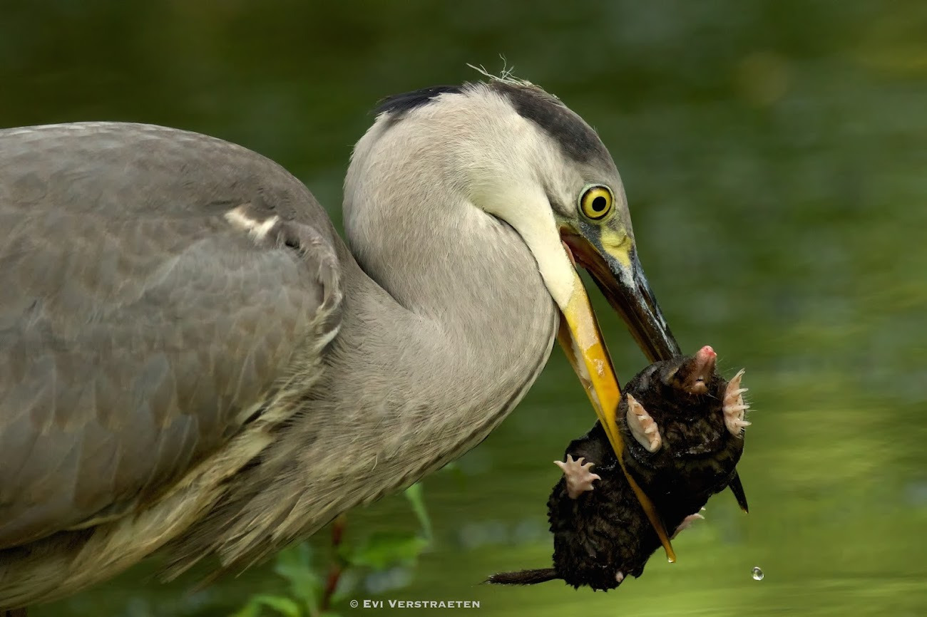 WBTPA Featured Top Photo