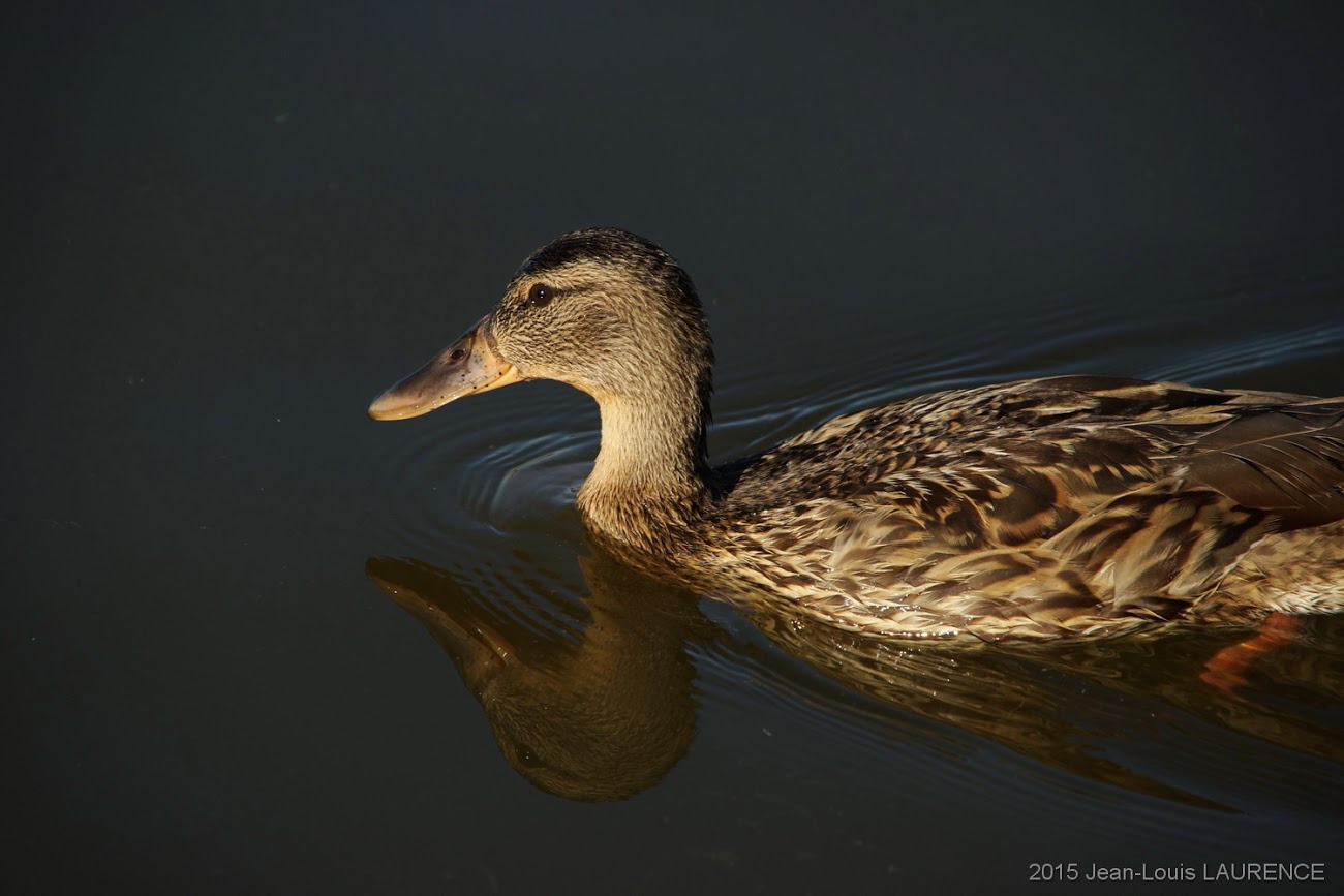 WBTPA Featured Top Photo