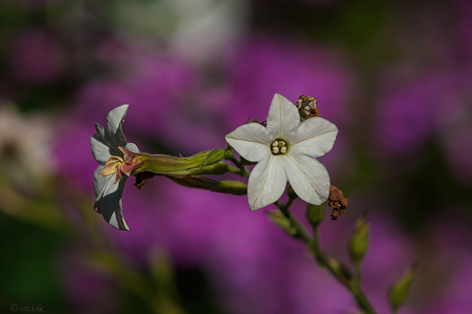 WBTPA Featured Top Photo