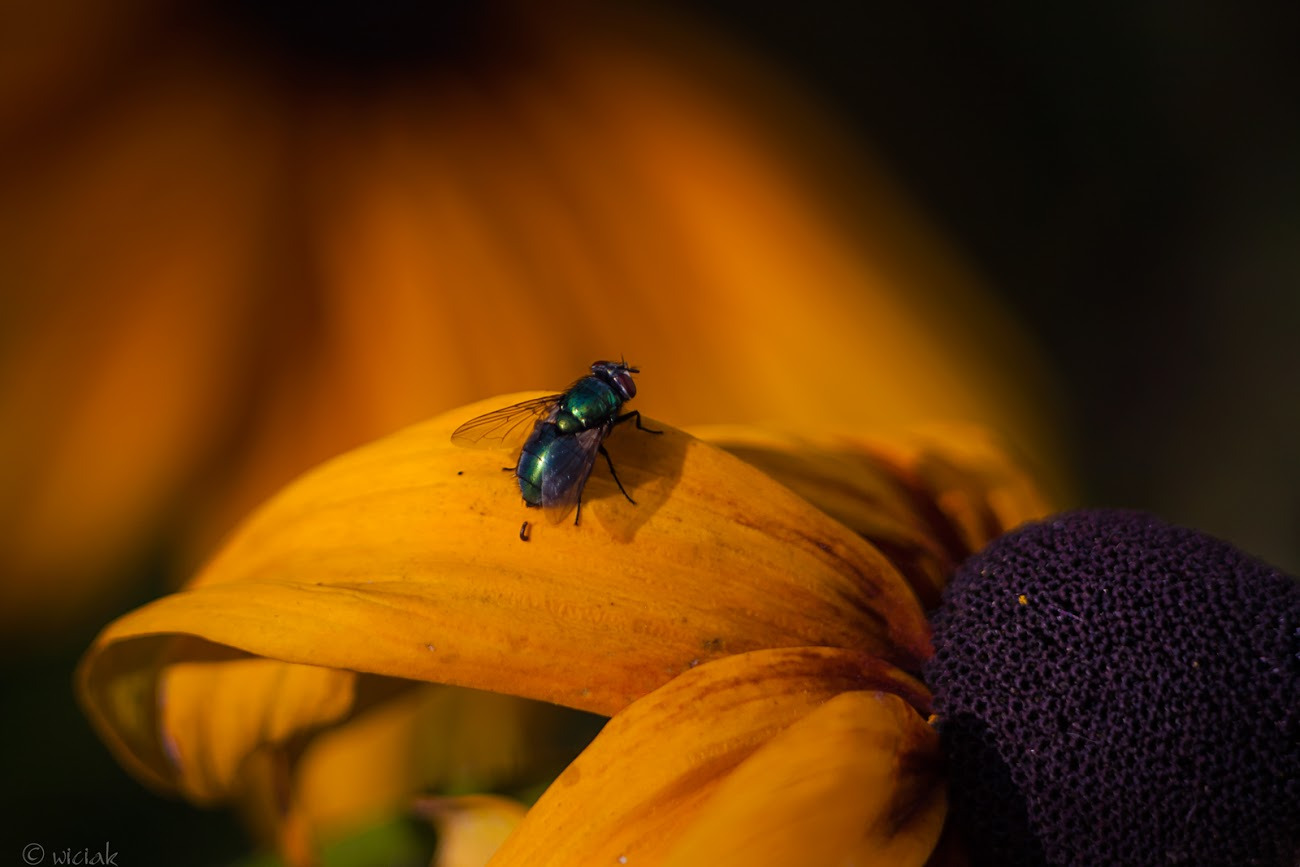 WBTPA Featured Top Photo