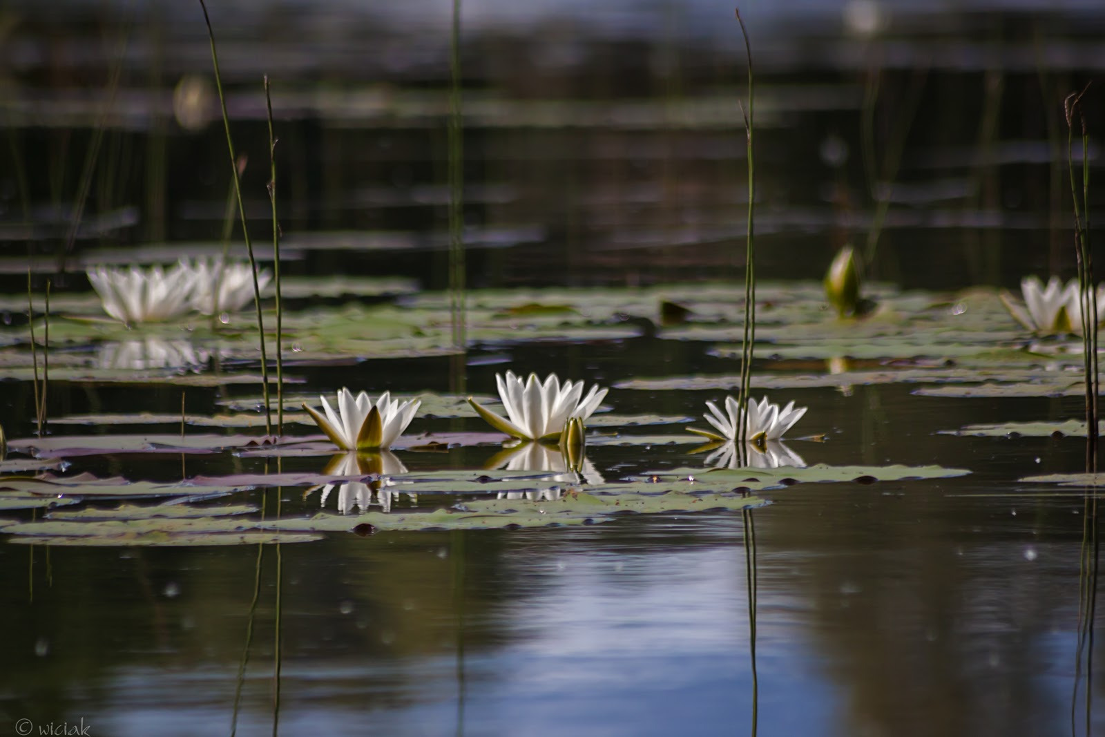 WBTPA Featured Top Photo