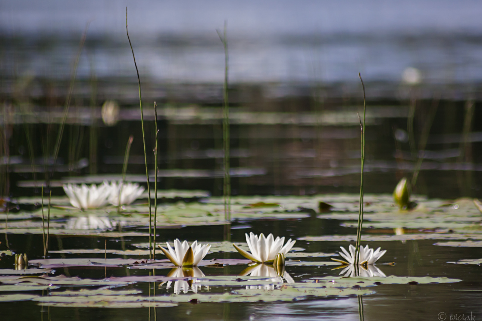 WBTPA Featured Top Photo