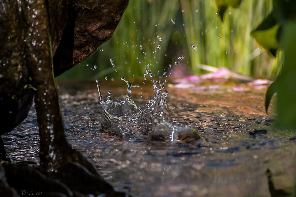 WBTPA Featured Top Photo