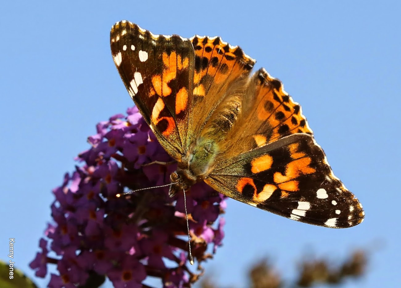 WBTPA Featured Top Photo