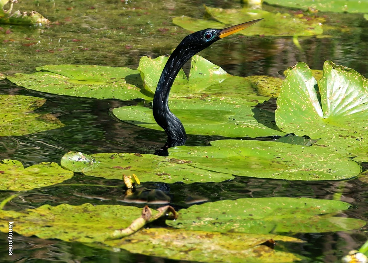 WBTPA Featured Top Photo