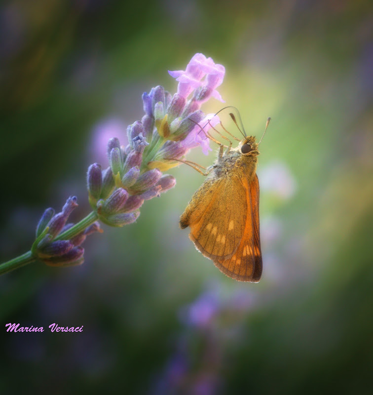 WBTPA Featured Top Photo