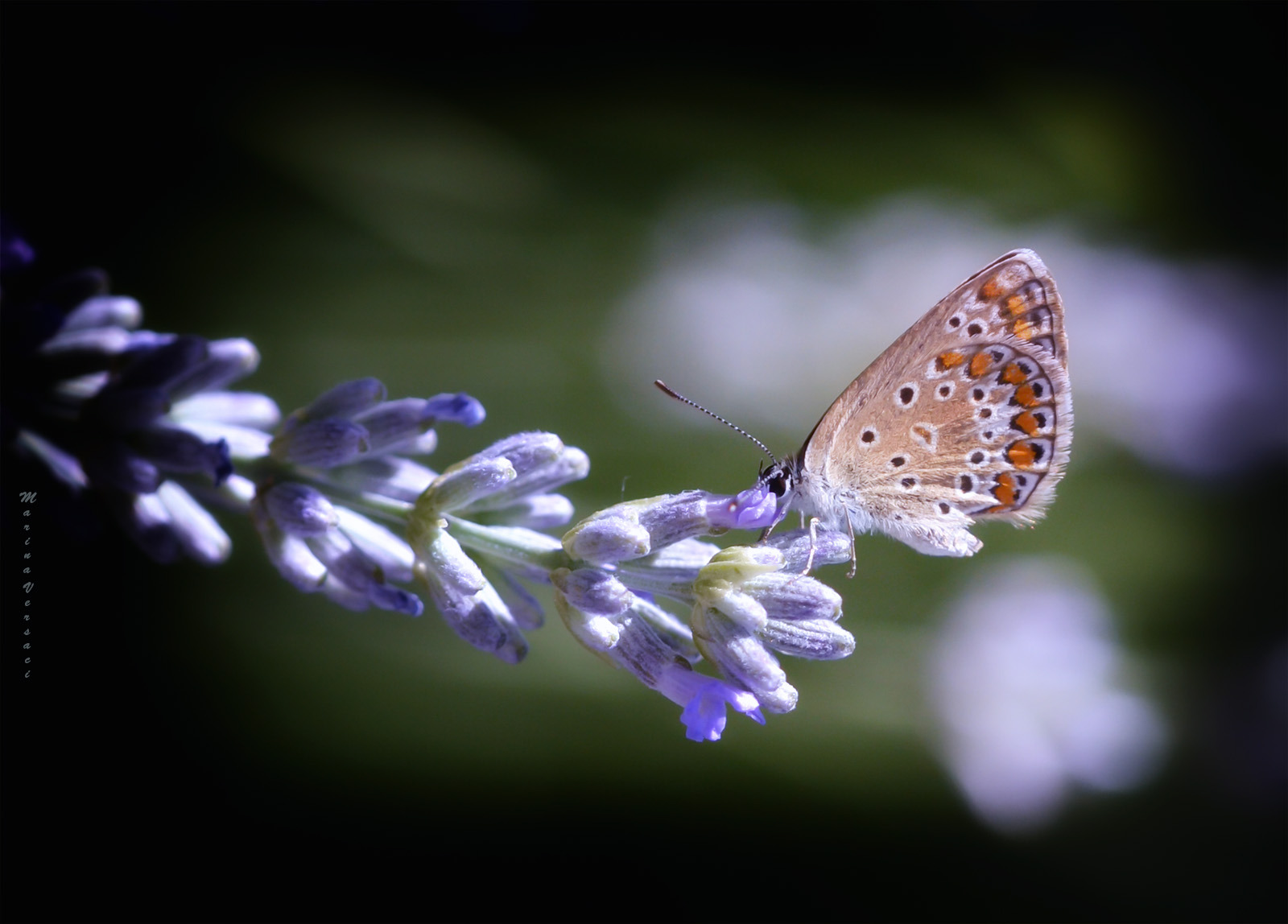 WBTPA Featured Top Photo