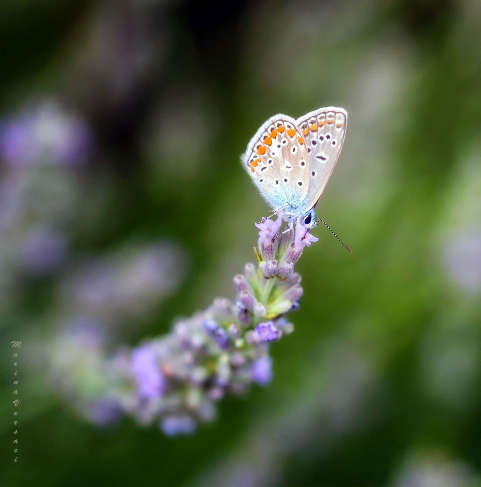 WBTPA Featured Top Photo