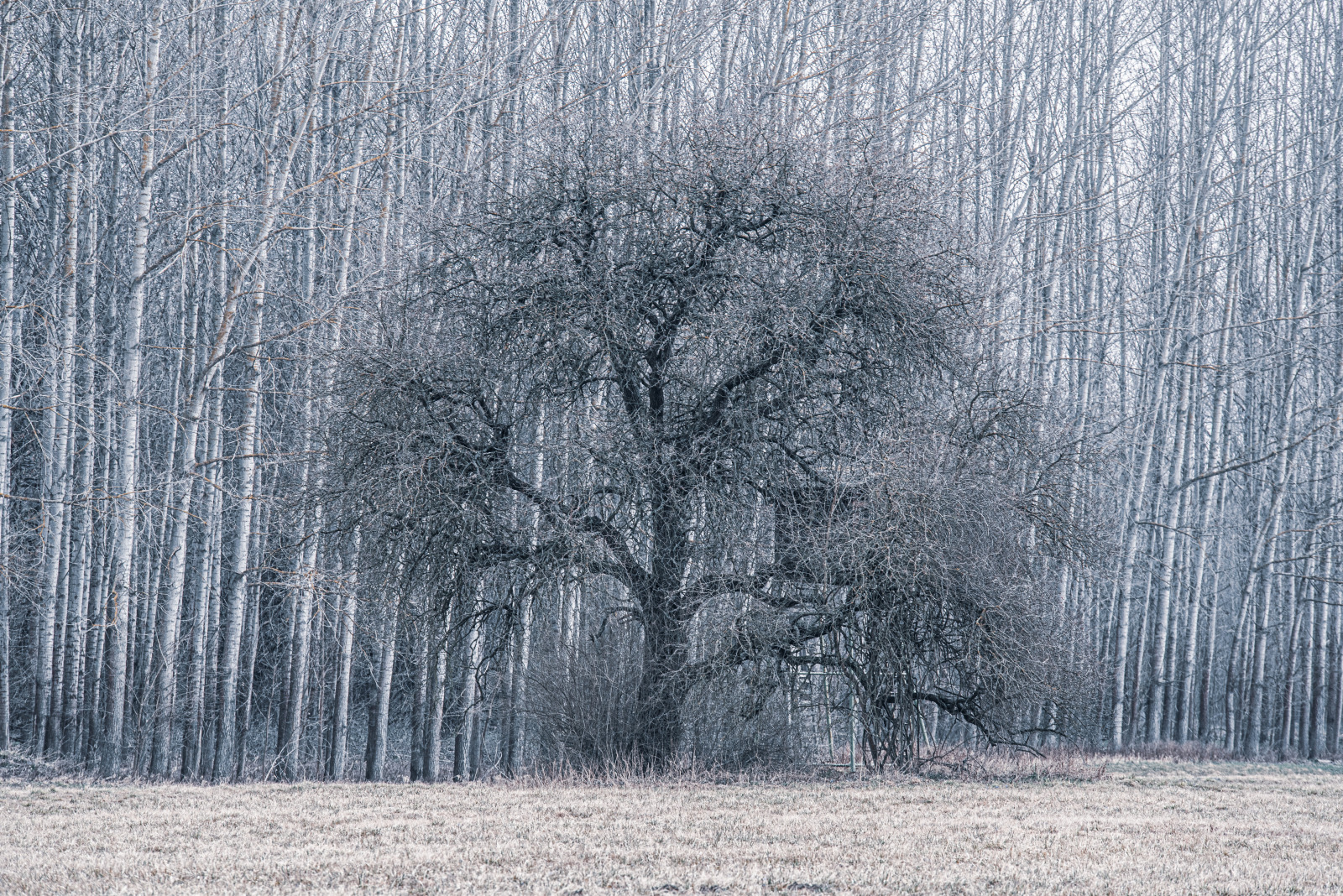 WBTPA Featured Top Photo