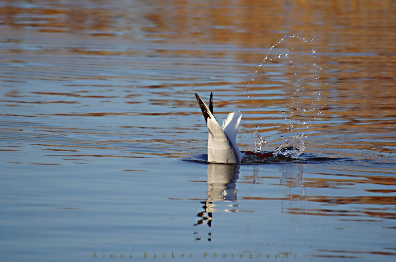 WBTPA Featured Top Photo