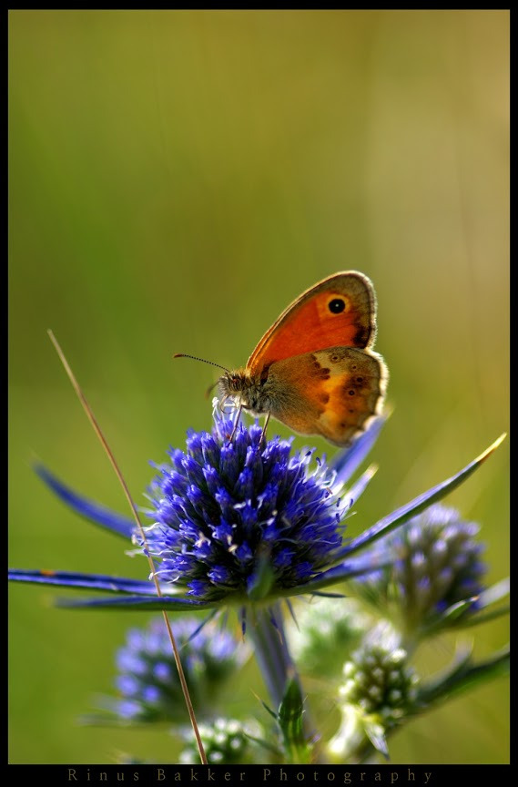 WBTPA Featured Top Photo