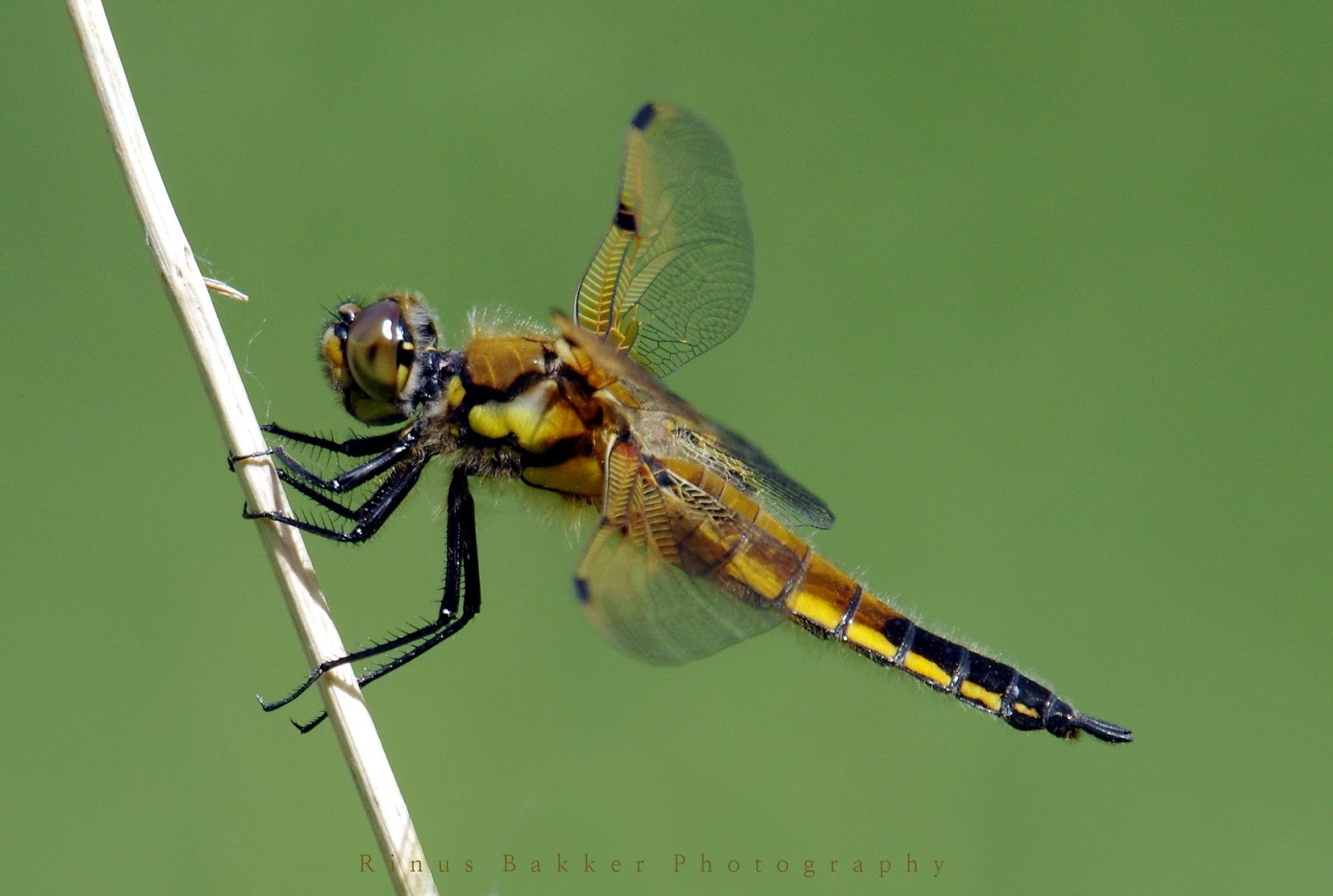 WBTPA Featured Top Photo