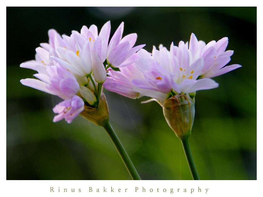 WBTPA Featured Top Photo