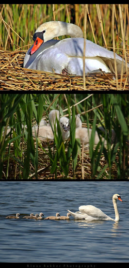 WBTPA Featured Top Photo