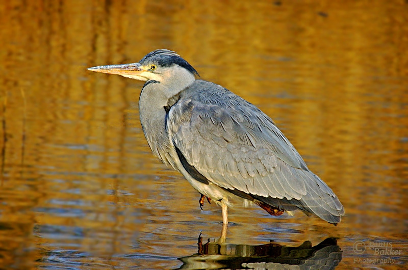 WBTPA Featured Top Photo