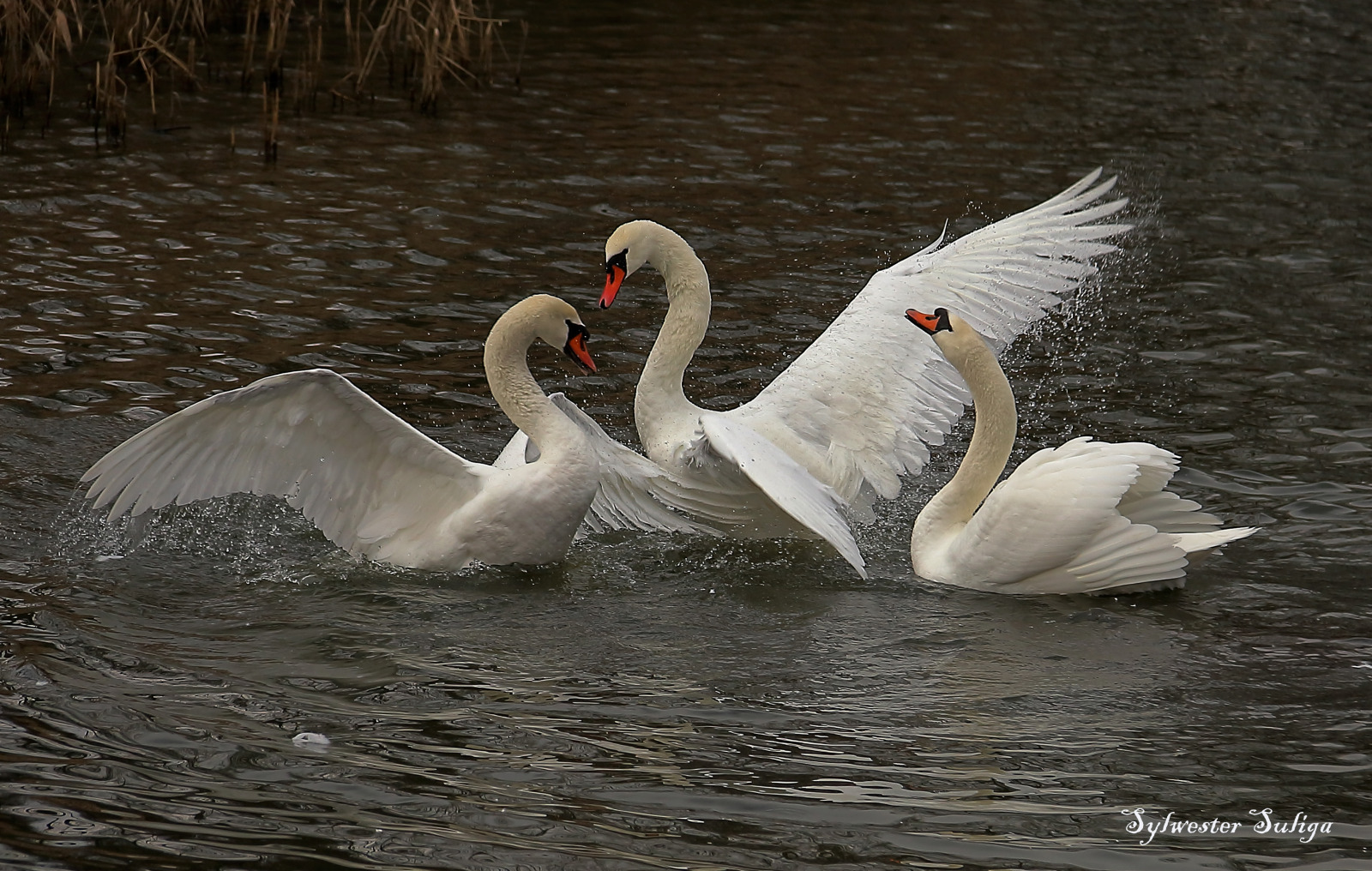 WBTPA Featured Top Photo