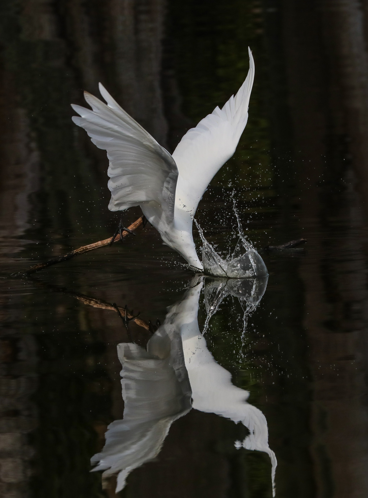 WBTPA Featured Top Photo