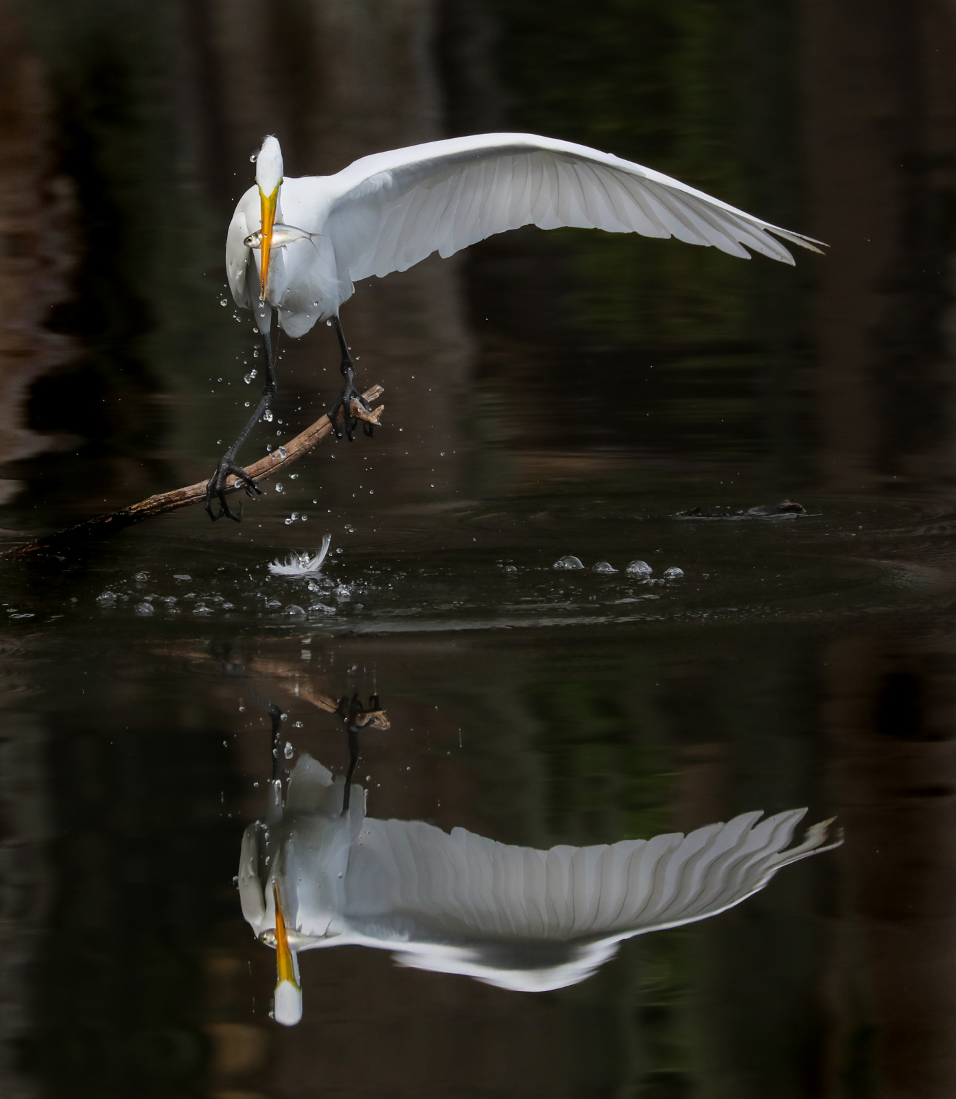 WBTPA Featured Top Photo