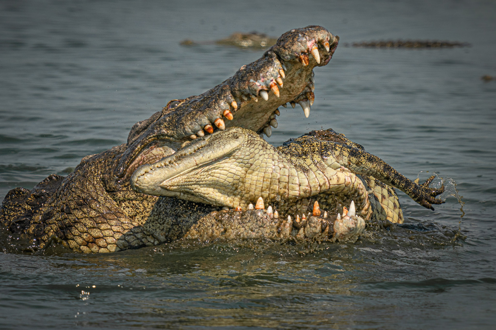 WBTPA Featured Top Photo