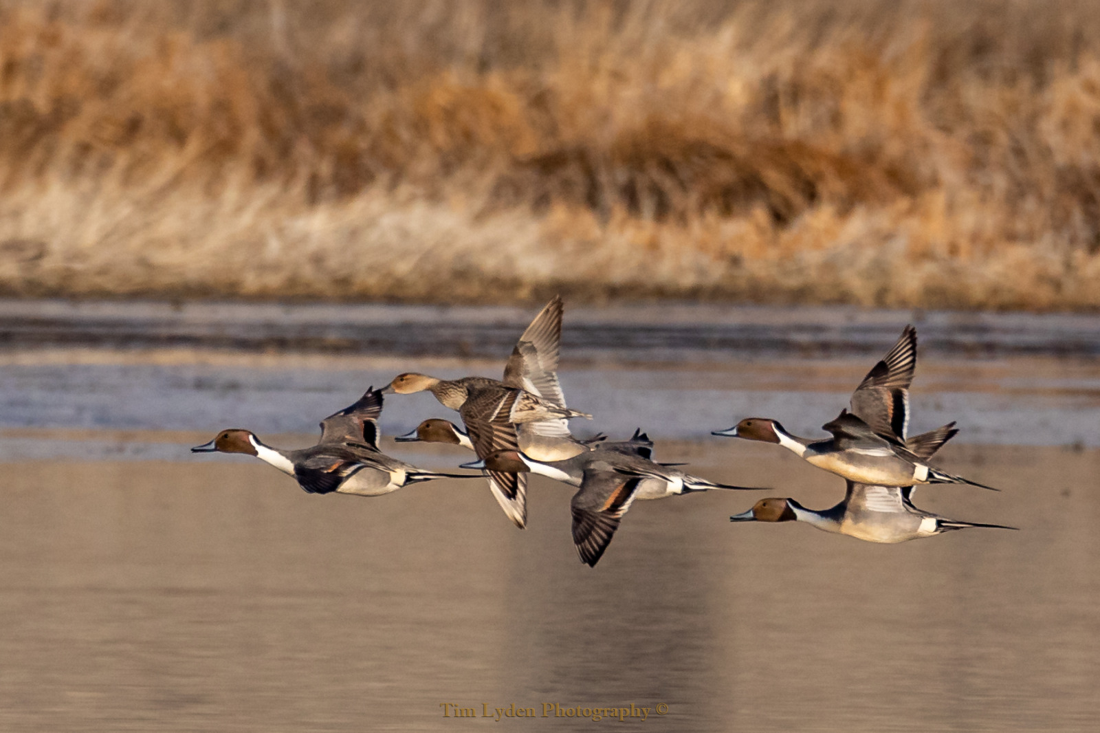 WBTPA Featured Top Photo